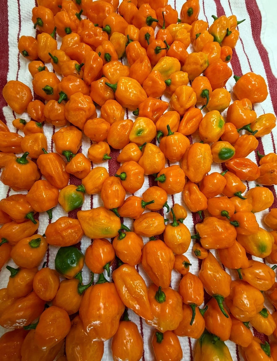 Homegrown Habanero Batch