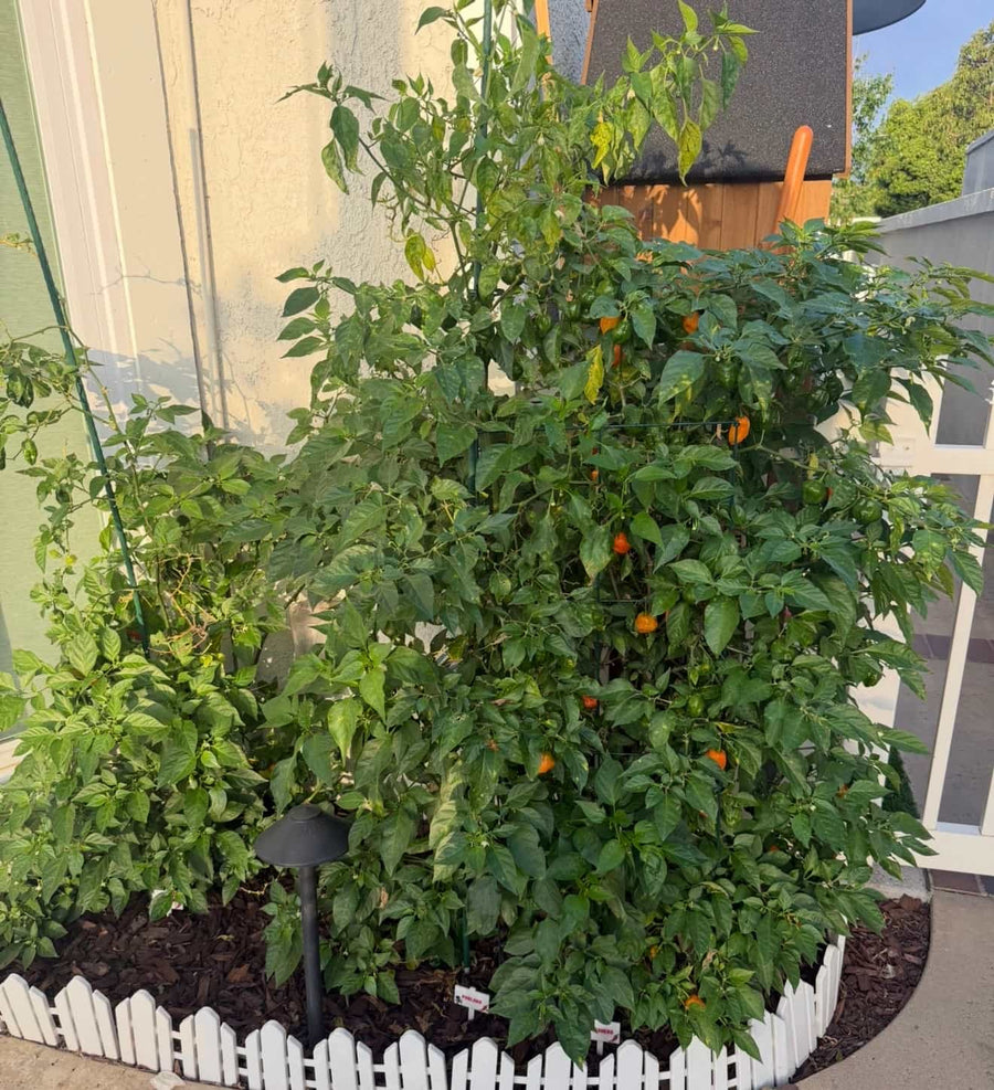 The first habanero plant